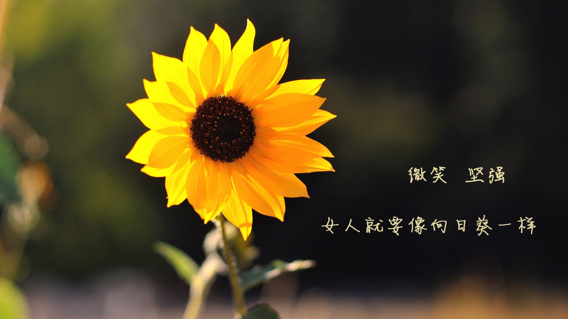 开云体育下载入口-不来梅球队在场上展现出色的团队合作，取得胜利，不来梅球衣赞助商